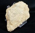 Fossil Jurassic Echinoderm (Acrosalenia) Spines - France #3170-2